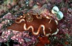 Glossodoris rufomarginata