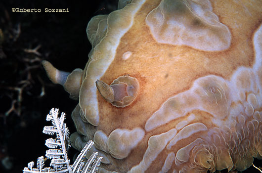 Asteronotus cespitosus