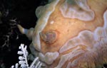 Asteronotus cespitosus