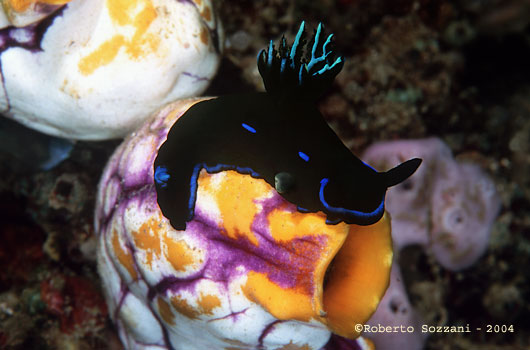 Tambja morosa
