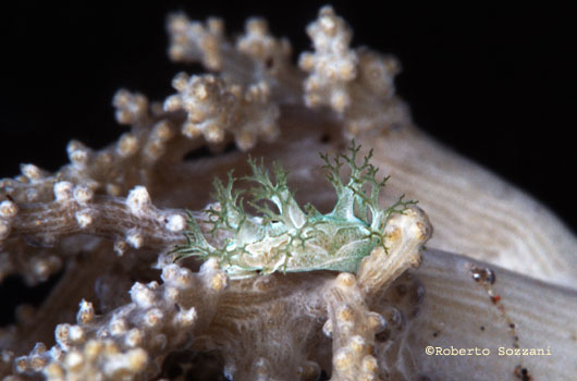 Marionia sp.