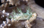 Marionia sp. (?)