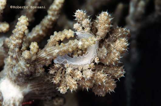 Phyllodesmium sp.