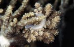 Phyllodesmium koehleri
