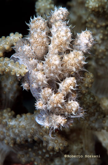 Phyllodesmium sp.