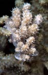 Phyllodesmium koehleri