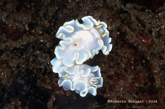 Glossodoris pallida