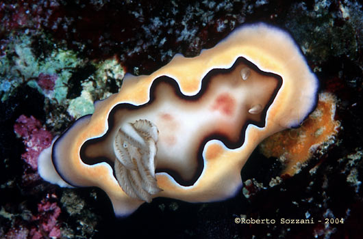 Chromodoris coi