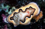 Chromodoris coi