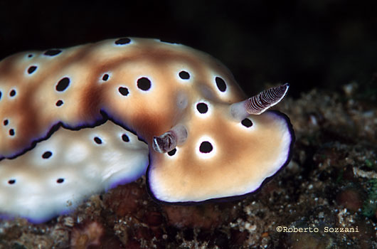 Risbecia tryoni