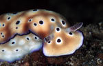 Risbecia tryoni