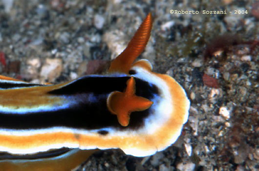 Chromodoris magnifica