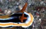 Chromodoris coi