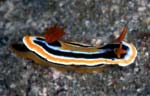 Chromodoris coi