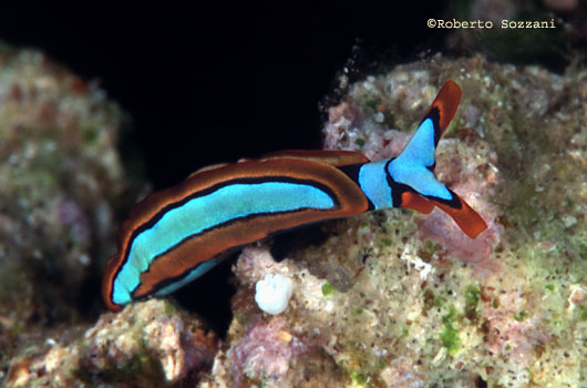 Thuridilla lineolata