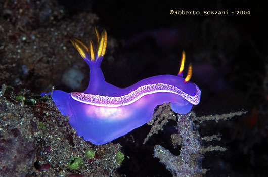 Hypselodoris apolegma