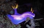 Hypselodoris apolegma