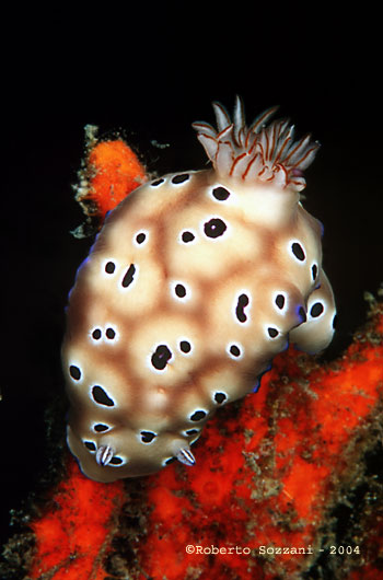 Risbecia tryoni