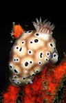 Risbecia tryoni