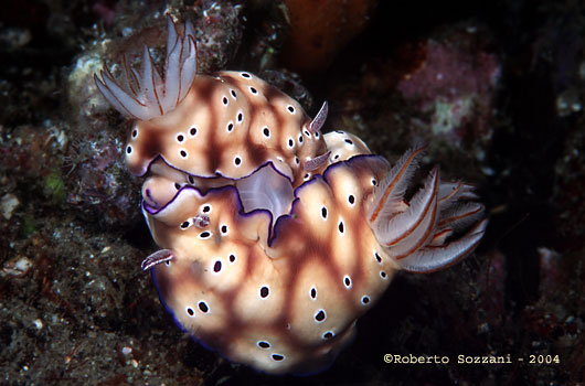Risbecia tryoni (mating)