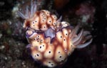 Risbecia tryoni mating