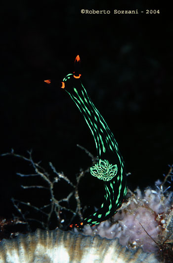 Nembrotha kubaryana