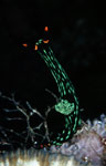 Nembrotha kubaryana