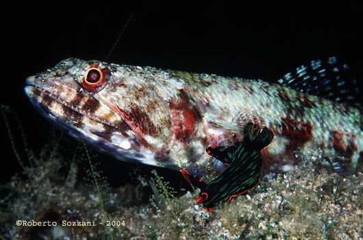Nembrotha kubaryana
