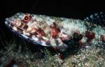 Nembrotha kubaryana