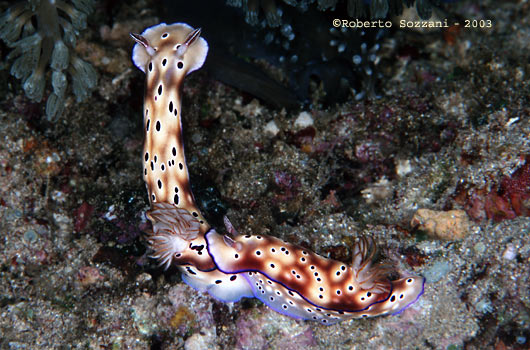 Risbecia tryoni