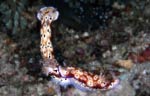 Risbecia tryoni