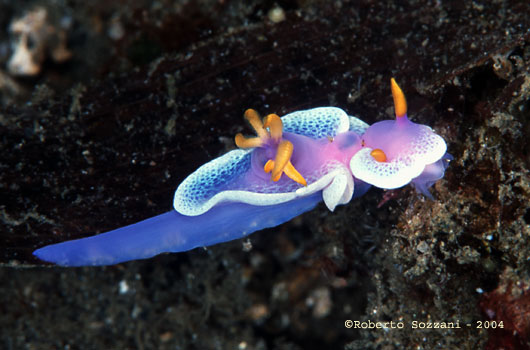 Hypselodoris apolegma