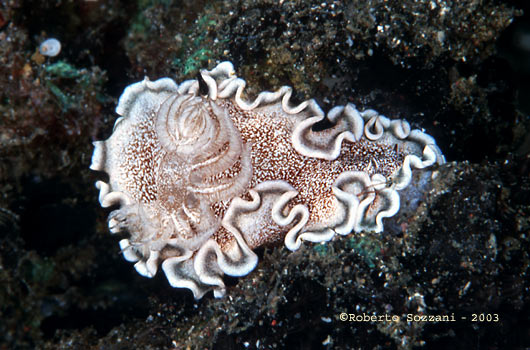 Glossodoris hikuerensis