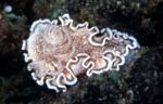 Glossodoris hikuerensis