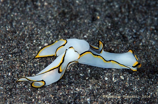 Chelidonura pallida