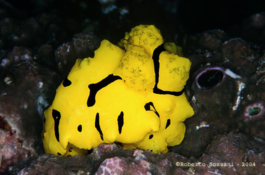 Notodoris minor
