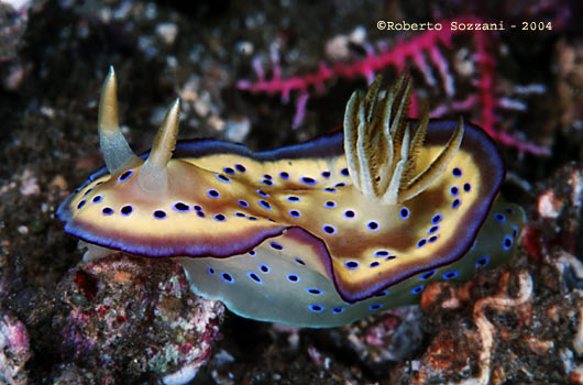 Chromodoris kuniei