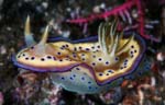 Chromodoris kuniei