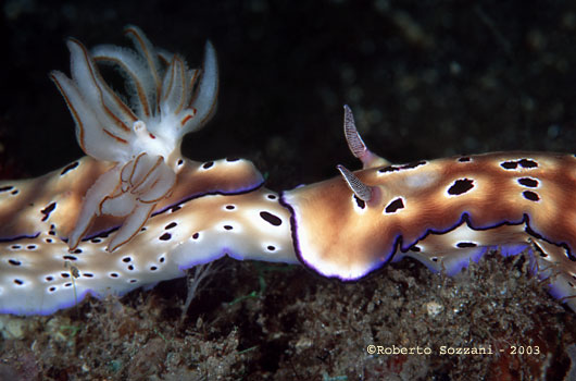 Risbecia tryoni
