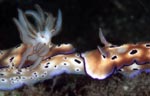 Risbecia tryoni
