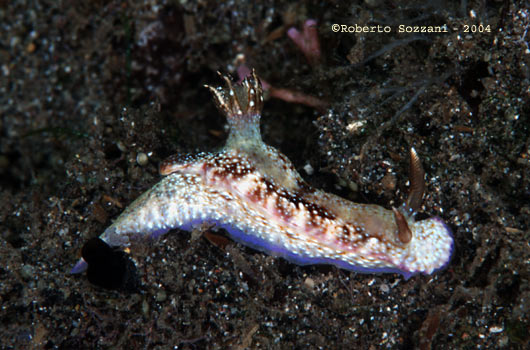 Hypselodoris reidi