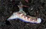 Hypselodoris reidi