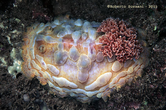 Asteronotus cespitosus