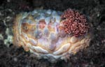 Asteronotus cespitosus