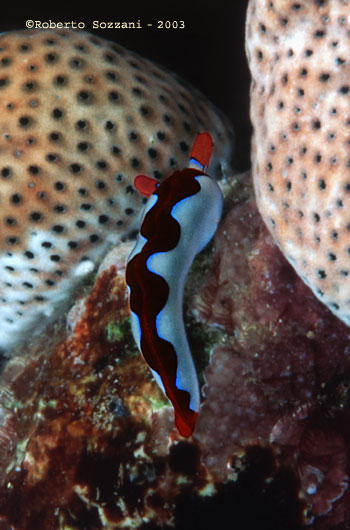 Thuridilla undula