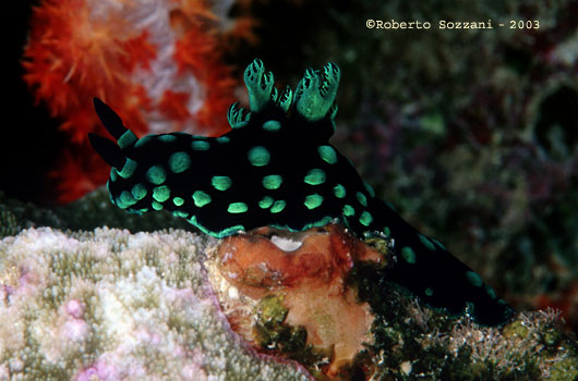 Nembrotha cristata