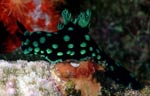 Nembrotha cristata
