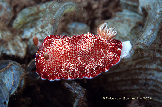 Chromodoris reticulata