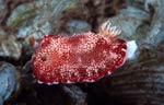Chromodoris reticulata
