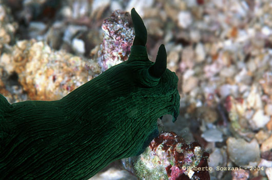 Tambia sp.